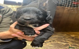 Mixed Breed dogs for sale: Cocker spaniel cross border collie puppies - Image 3