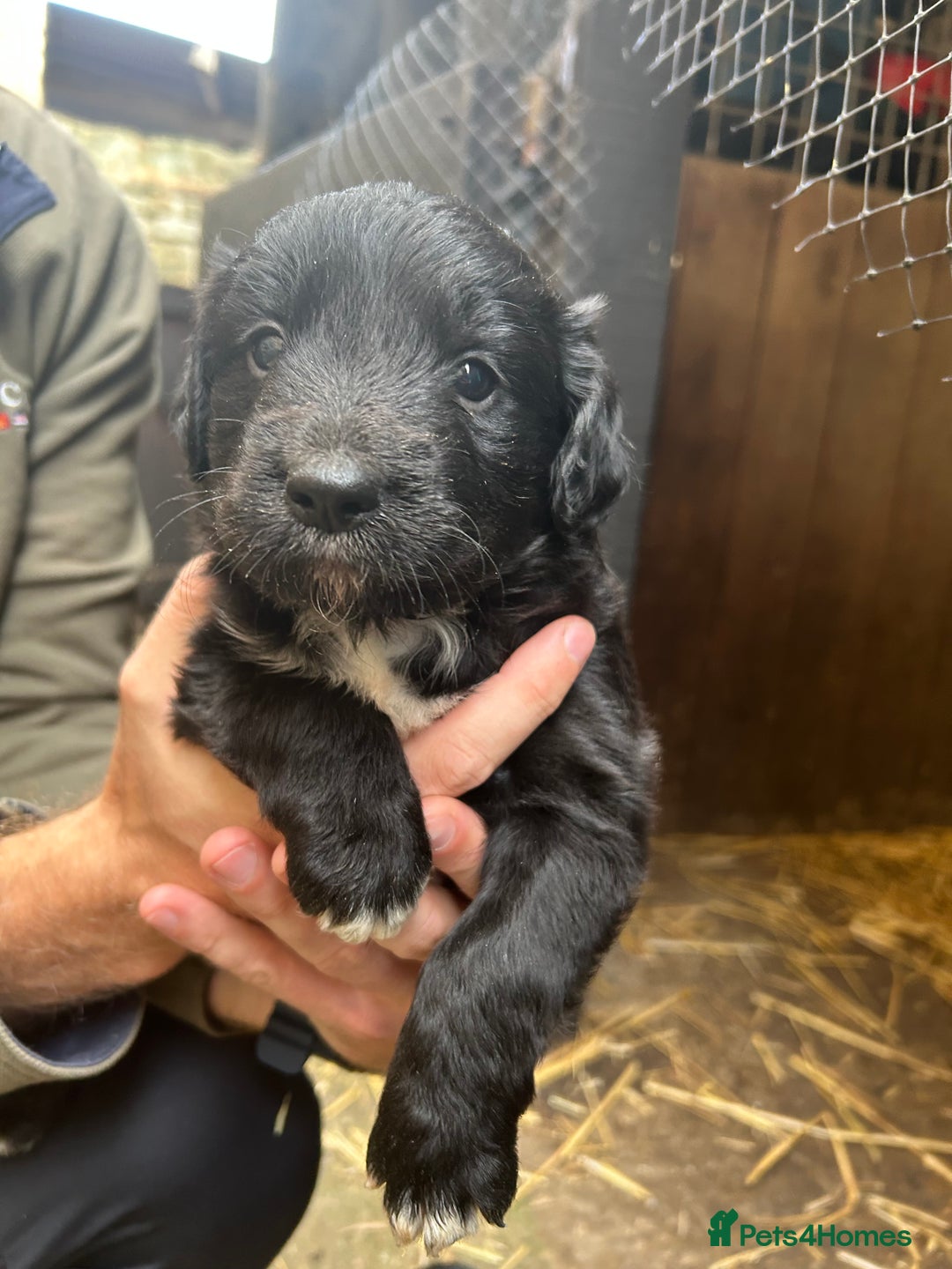 Mixed Breed dogs for sale: Cocker spaniel cross border collie puppies - Image 3