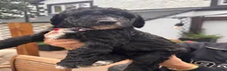 Mixed Breed dogs for sale: 🐶 Beautiful Puppies. Doodles.🐕  in Seascale - Advert 8