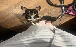 Chihuahua dogs for sale: Absolutely gorgeous Chihuahua Beau for sale  in Bristol - Image 3