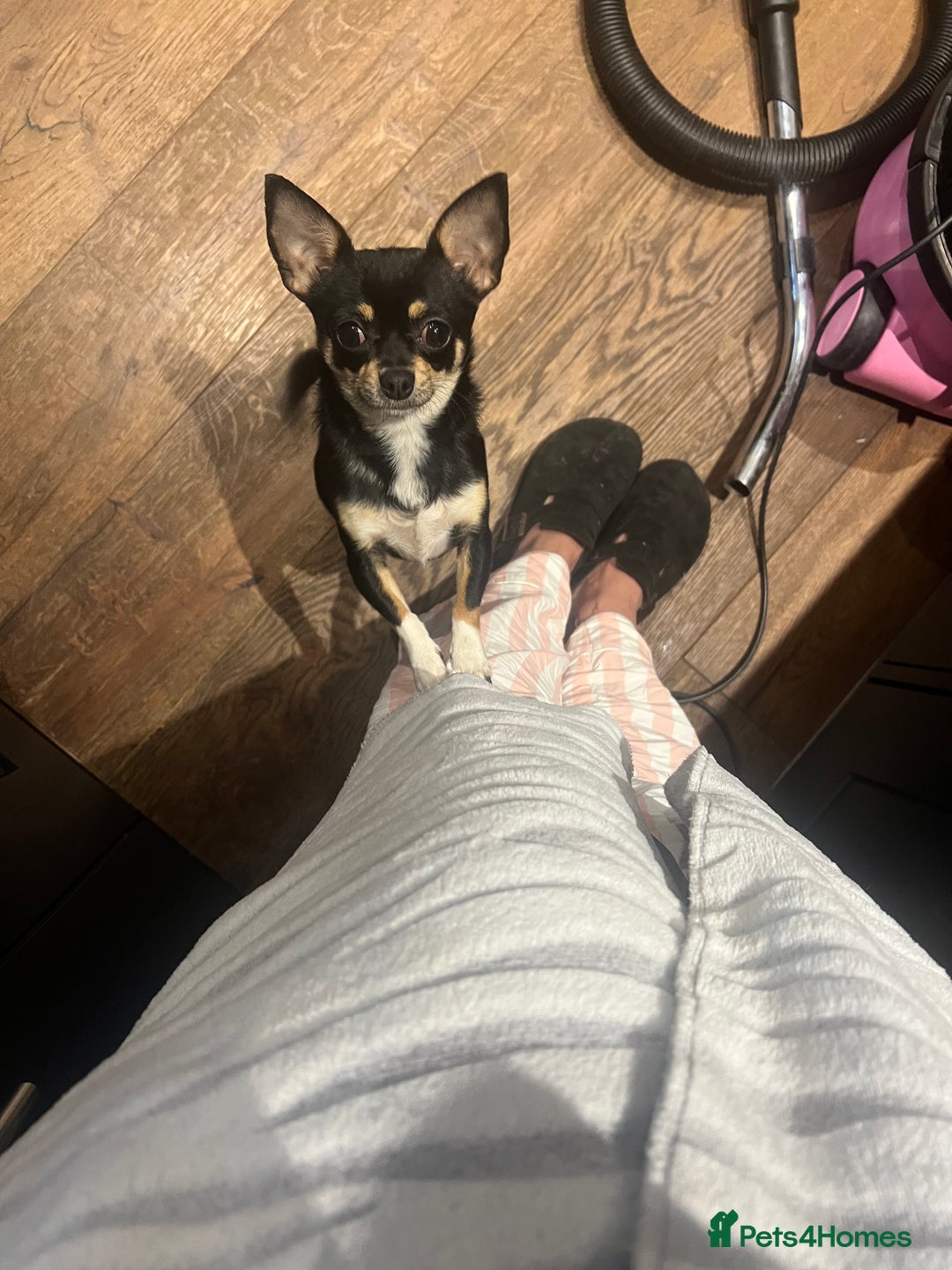 Chihuahua dogs for sale: Absolutely gorgeous Chihuahua Beau for sale  in Bristol - Image 3