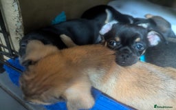 Mixed Breed dogs for sale: ShiChi x chihuahua frenchie pups - Image 6
