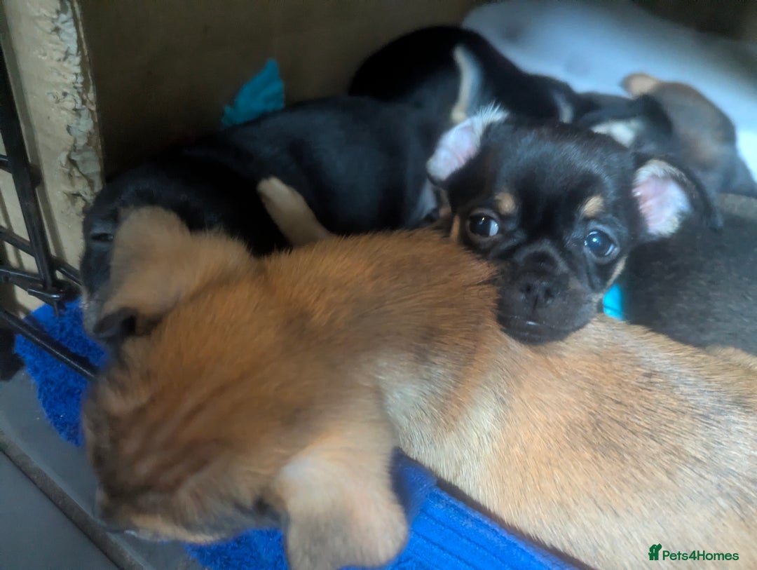 Mixed Breed dogs for sale: ShiChi x chihuahua frenchie pups - Image 6
