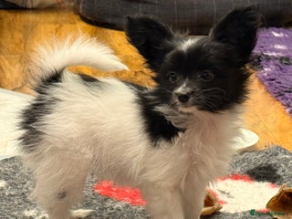 Papillon dogs Male puppy for sale - Advert 6