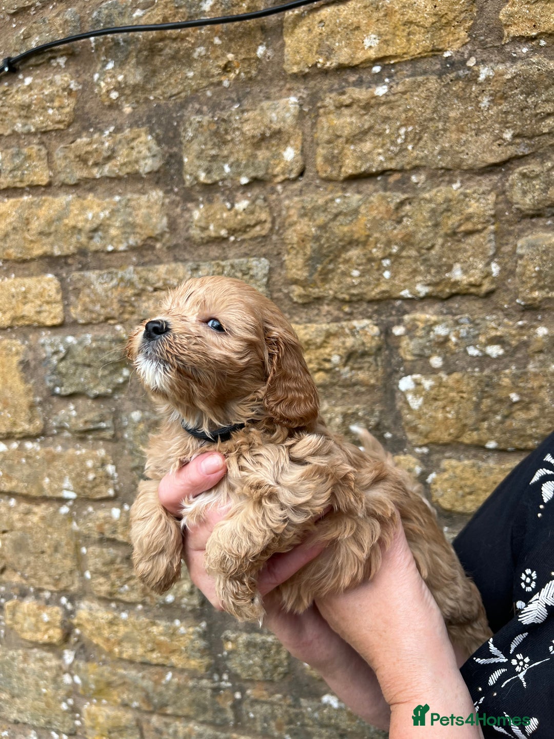 Cavapoo dogs for sale: Cavapoos puppies  - Image 21