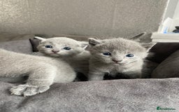Russian Blue cats for sale: Russian blue kittens  - Image 2