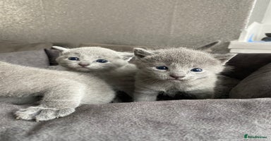 Russian Blue cats - Advert 4
