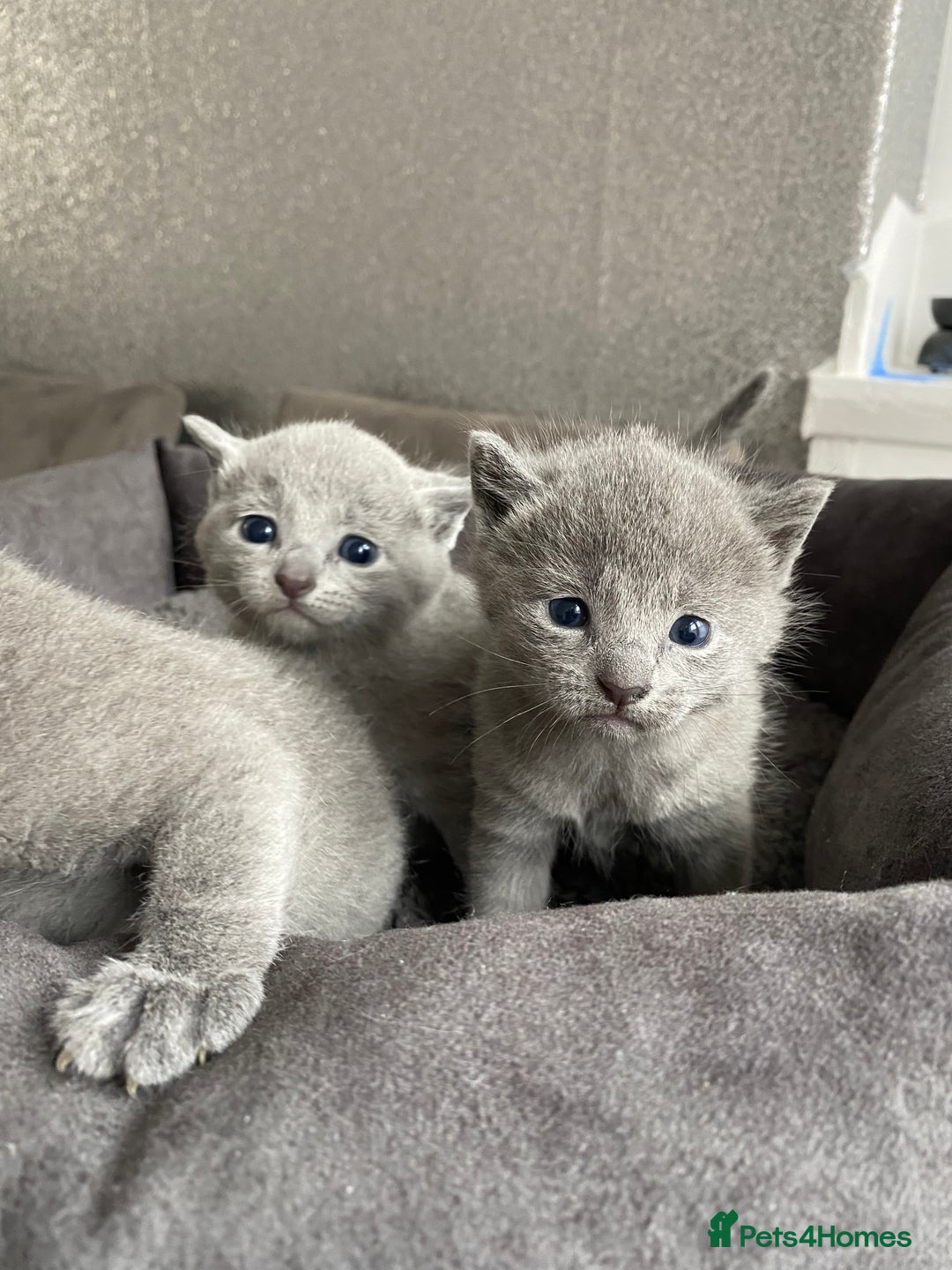 Russian Blue cats for sale: Russian blue kittens  - Image 2