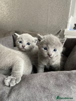 Russian Blue cats - Advert 3