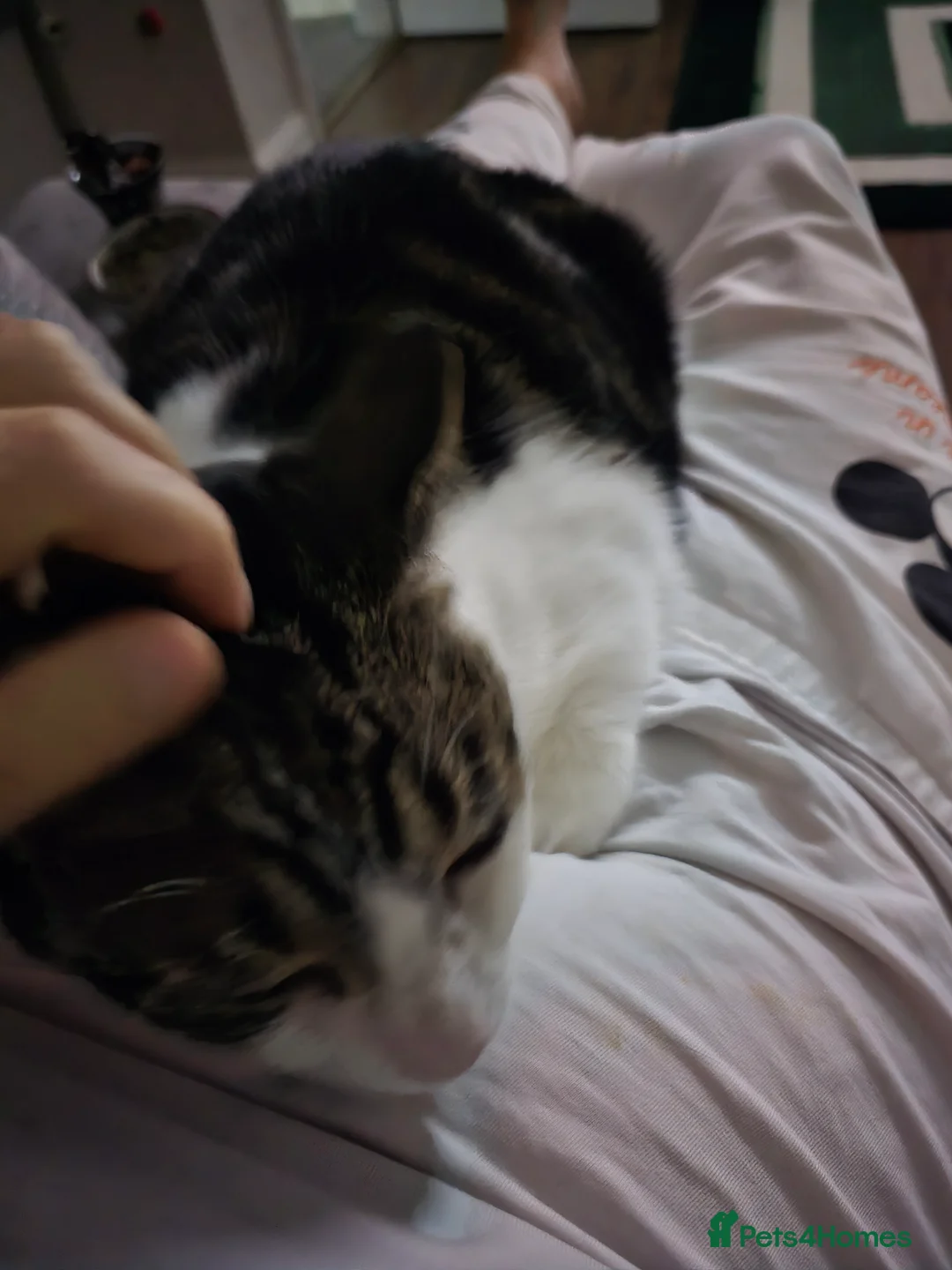 Mixed Breed cats for sale: Trevor - 5 year old affectionate boy  - Advert 6