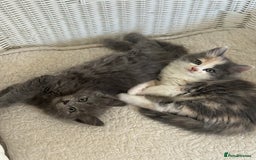Ragdoll cats for sale: Gorgeous half pedigree Ragdoll kittens - Image 20