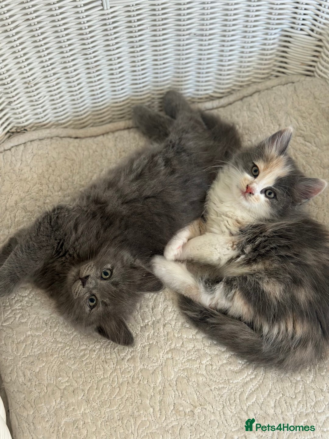 Ragdoll cats for sale: Gorgeous half pedigree Ragdoll kittens - Image 20