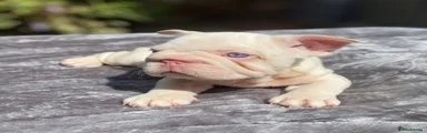 French Bulldog 1