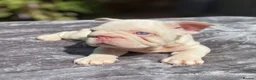 French Bulldog dogs for sale: 7 beautiful French bulldog puppies  - Advert 15