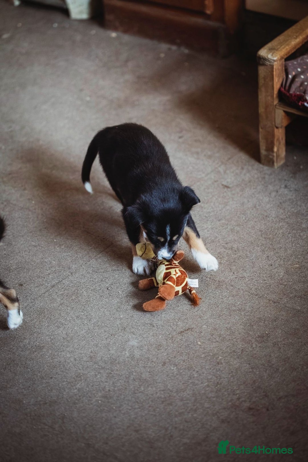 Border Collie dogs for sale: Welsh Collie puppies - Advert 9