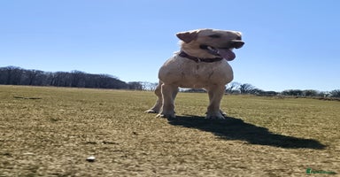 Labrador Retriever dogs - Advert 2
