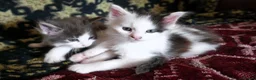 Mixed Breed cats for sale: 🐱 Beautiful Half Maine Coon Kitten For Sale in Llanfairpwllgwyngyll - Advert 7