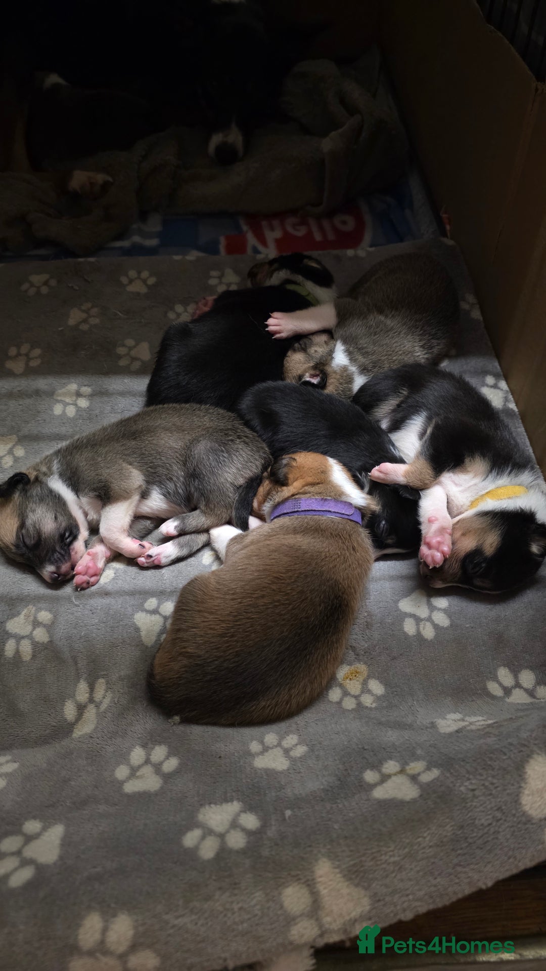 Mixed Breed dogs for sale: Beautiful collie x kelpie puppies  - Image 14