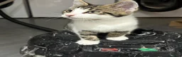 Mixed Breed cats for sale: Kittens part Bengal - Advert 3