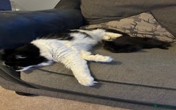Norwegian Forest Cat cats for sale: Norwegian forest x kittens - Image 2