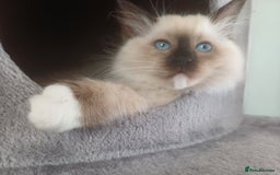 Ragdoll cats for sale: Ragdoll Kittens for Sale - Image 9