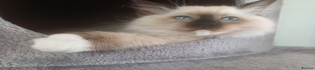 Ragdoll Kitten 5