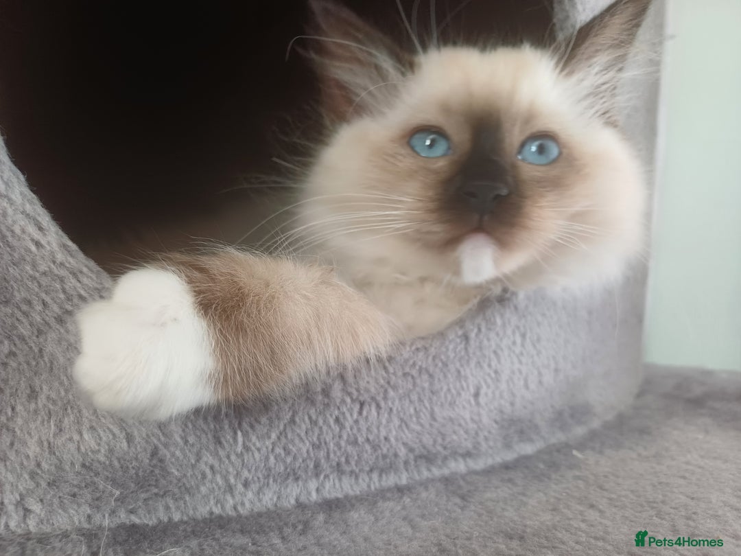 Ragdoll cats for sale: Ragdoll Kittens for Sale - Image 9