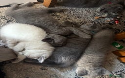 British Shorthair cats for sale: BSH Blue, White rare, Cream, Grey adorable kittens - Image 9