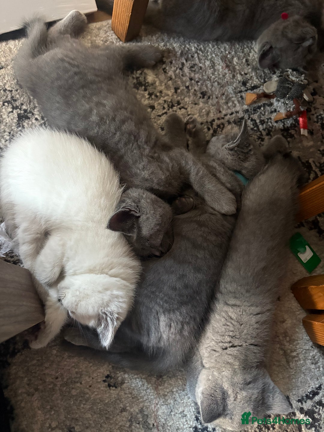 British Shorthair cats for sale: BSH Blue, White rare, Cream, Grey adorable kittens - Image 9