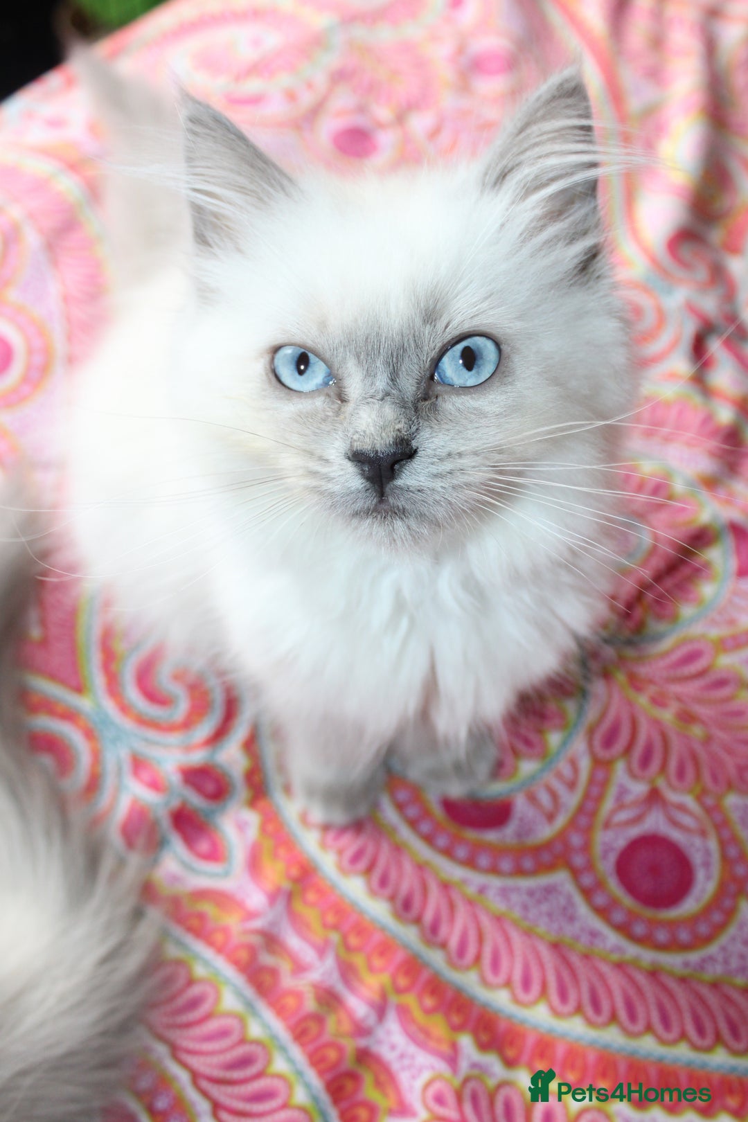 Ragdoll cats for sale: Ready to go  - Advert 1