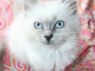 Ragdoll cats Ready to go - Advert 3