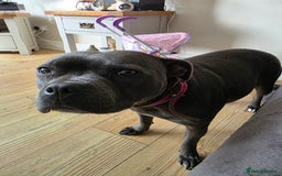 Staffordshire Bull Terrier dogs for sale: 6 Beautiful Staffordshire bull terrier puppies, - Image 3