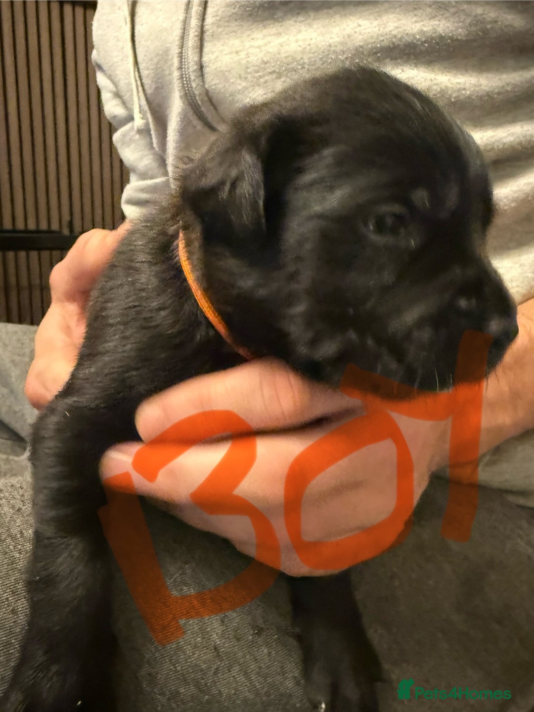 Mixed Breed dogs for sale: Mastador pups - Image 21