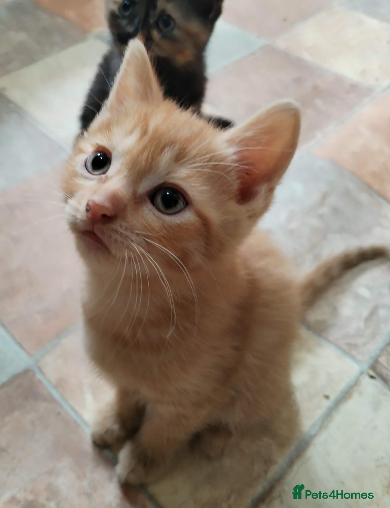 British Shorthair cats for sale: British short hair kittens in Cleckheaton - Advert 2