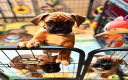 Boxer dogs for sale: 1 Female Boxer X Puppies-Ready Now - Image 32