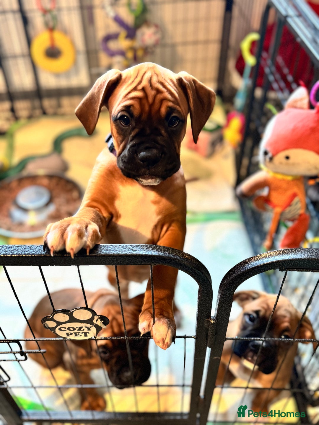 Boxer dogs for sale: 1 Female Boxer X Puppies-Ready Now - Image 32