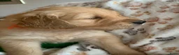 Golden Retriever dogs for sale: Golden Retriever puppies  in Saltburn-by-the-Sea - Advert 11