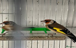 Finches birds for sale: Finches  - Image 19