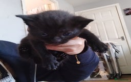 Domestic Shorthair cats for sale: Kittens black or white - Image 4