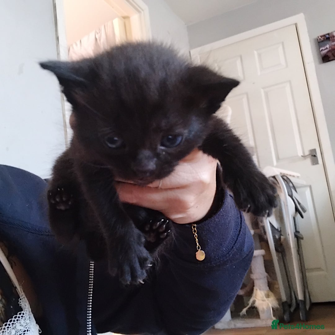 Domestic Shorthair cats for sale: Kittens black or white - Image 4