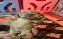 Cocker Spaniel dogs for sale: Beautiful cocker spaniel  - Image 9