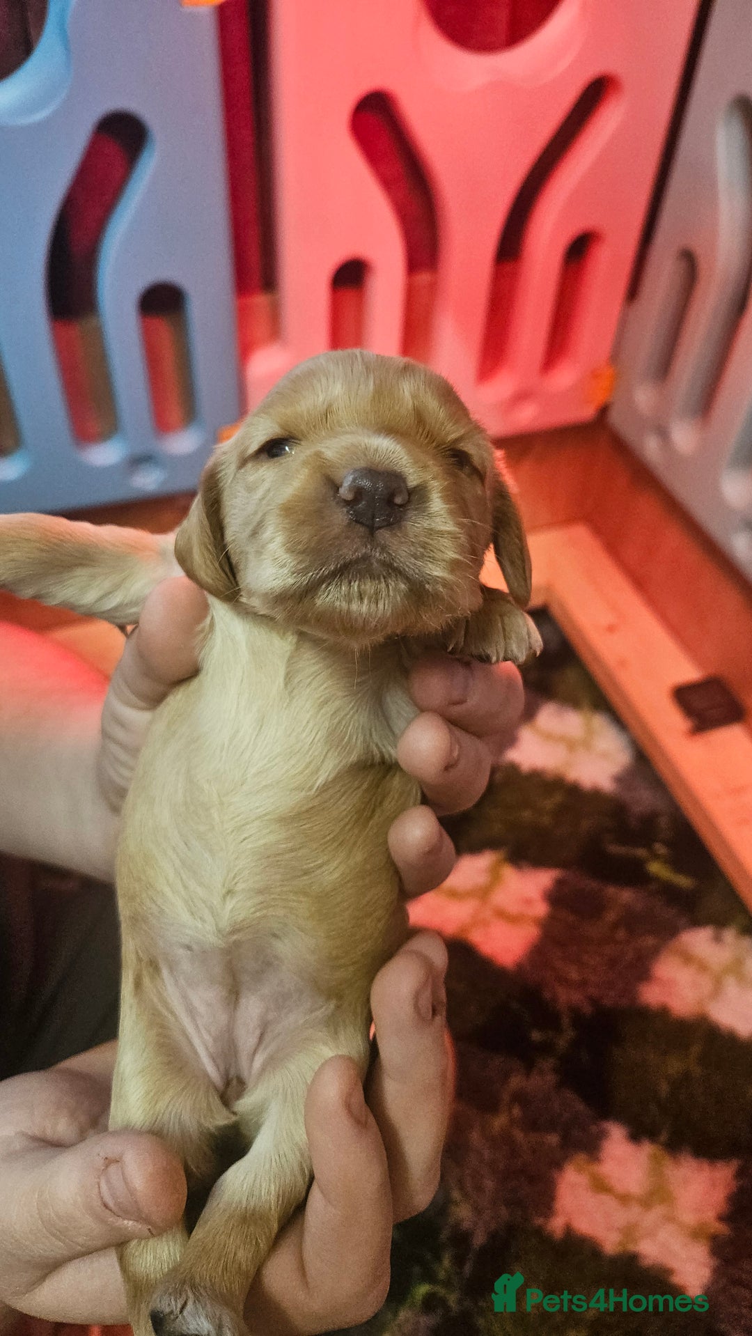 Cocker Spaniel dogs for sale: Beautiful cocker spaniel  - Image 9