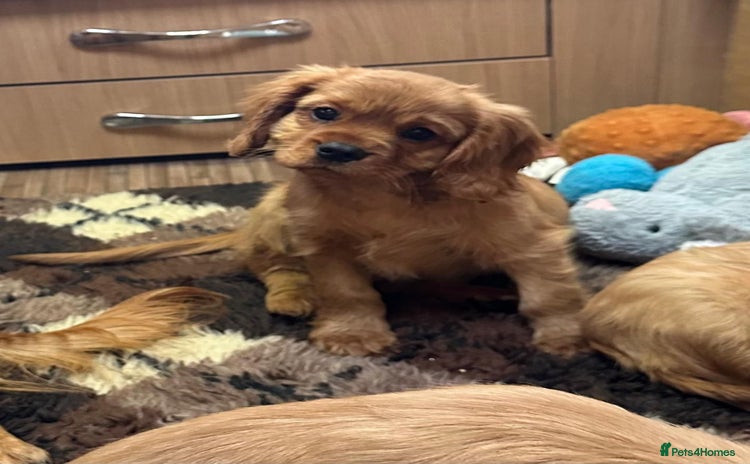 Cavalier King Charles Spaniel dogs - Advert 9