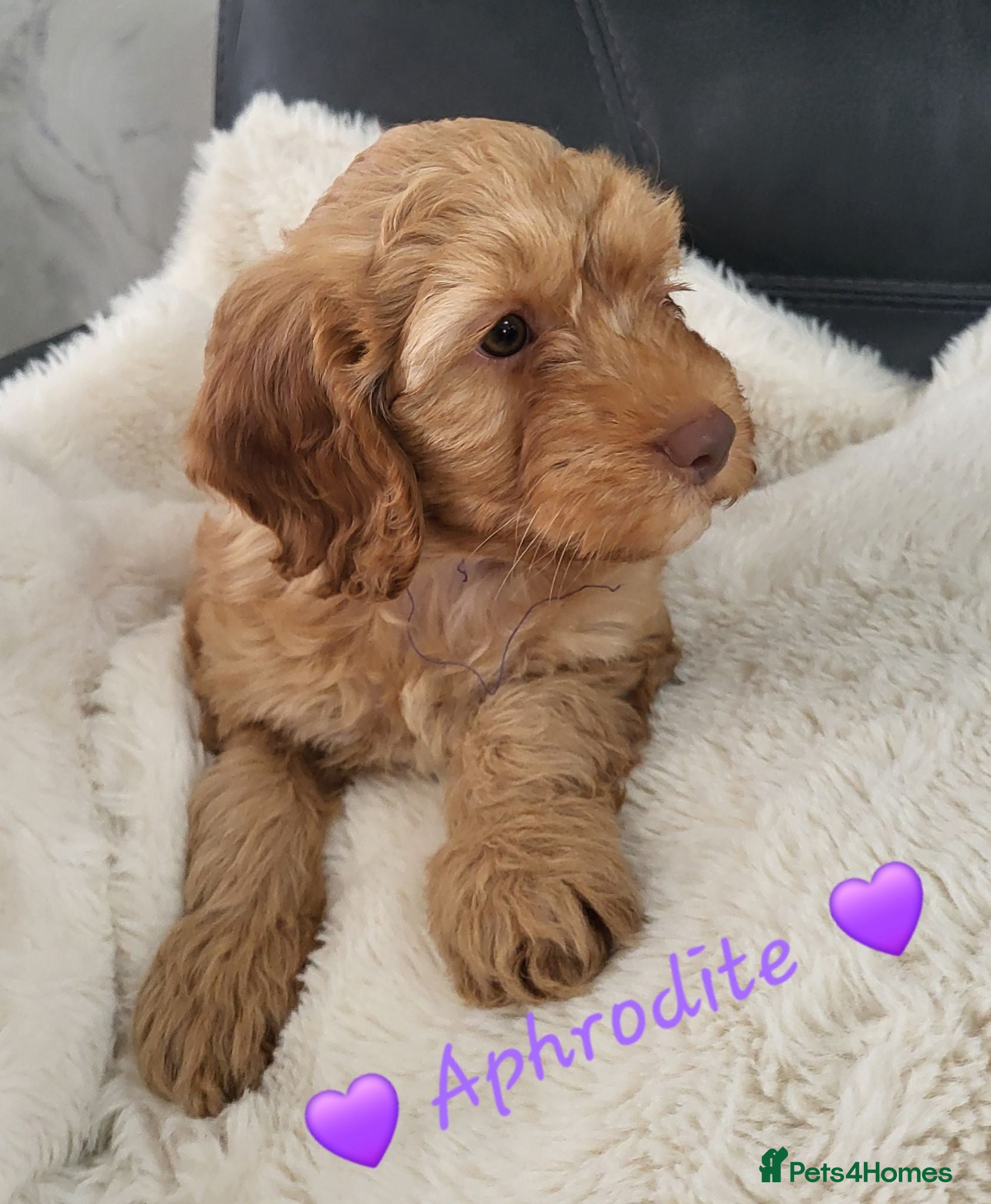 Cockapoo dogs Reduced Beautiful Home-Raised F1B Cockapoos  - Advert 13