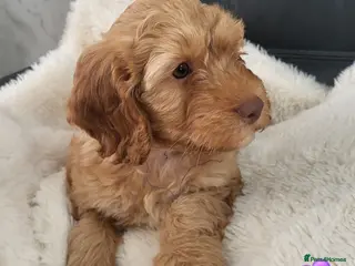 Cockapoo dogs Reduced Beautiful Home-Raised F1B Cockapoos - Advert 13