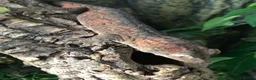 Gecko reptiles for sale: Gargoyle/crested geckos for sale  - Advert 5