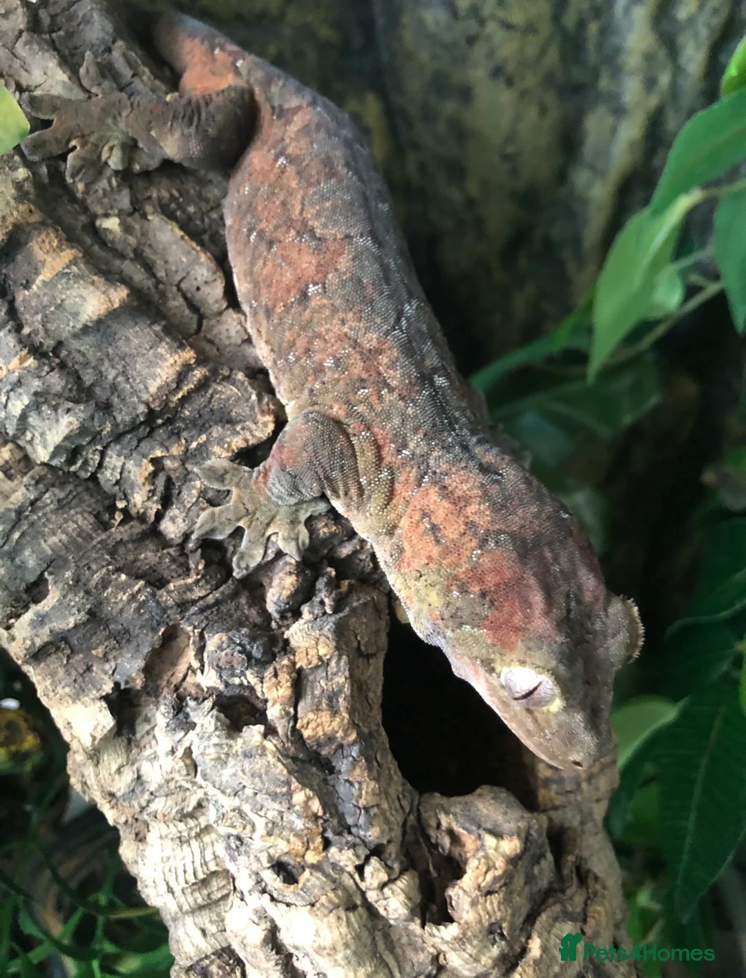 Gecko reptiles for sale: Gargoyle/crested geckos for sale  - Advert 5