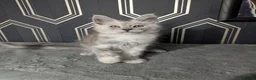 Maine Coon cats for sale: Ready soon beautiful Maine coon males  - Advert 18
