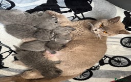 British Shorthair cats for sale: Five cute and naughty kittens for sale - Image 11