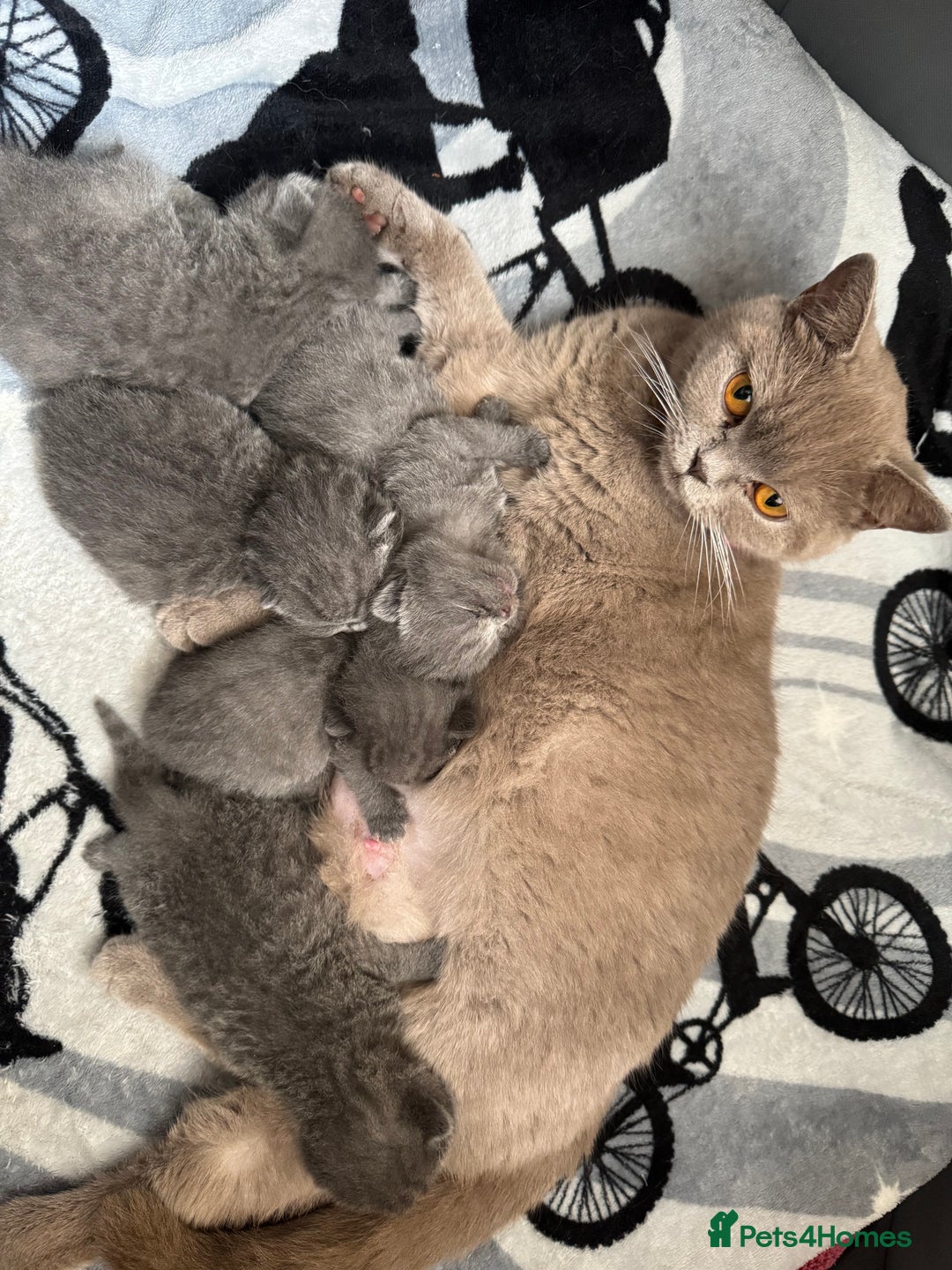 British Shorthair cats for sale: Five cute and naughty kittens for sale - Image 11